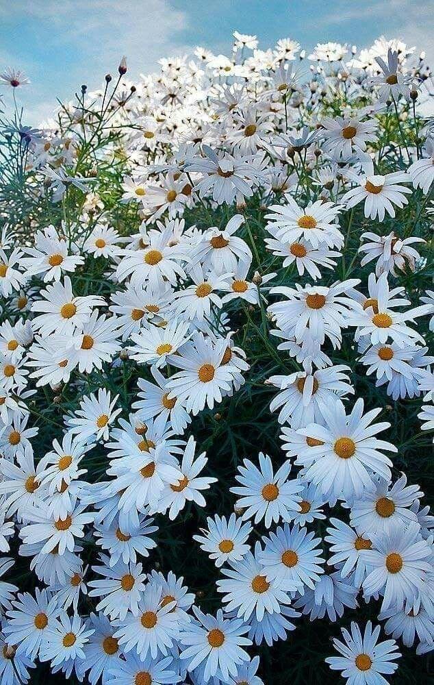 Meadow Breeze Springtime Floral Medley
